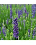  Lavandula angustifolia Platinum Niko  